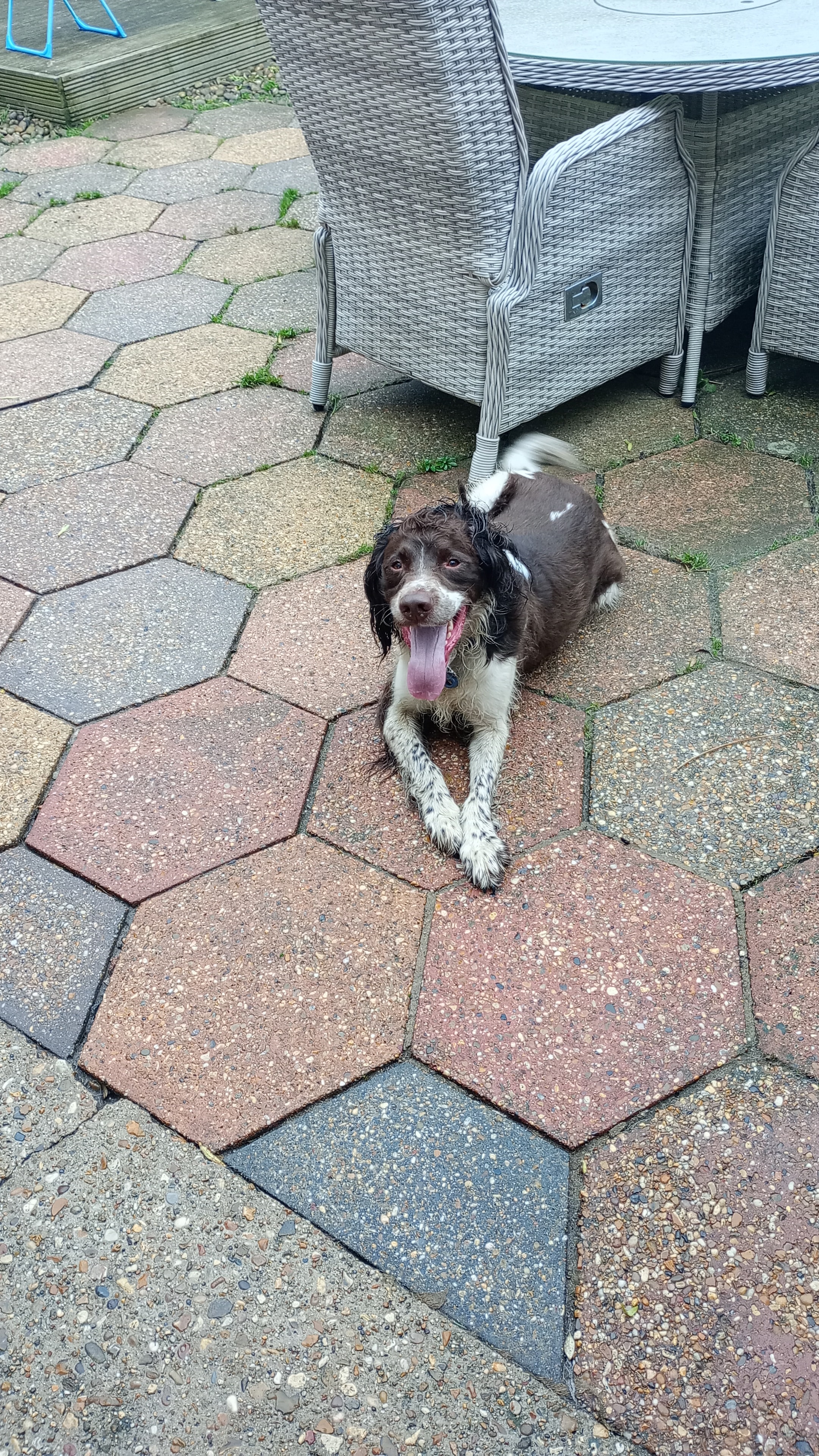Happy dog holding its leash in its mouth at the park