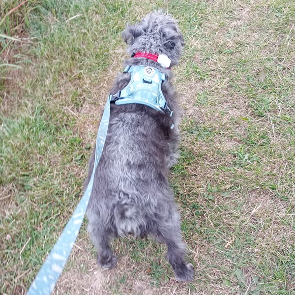 Dog being walked on a countryside path